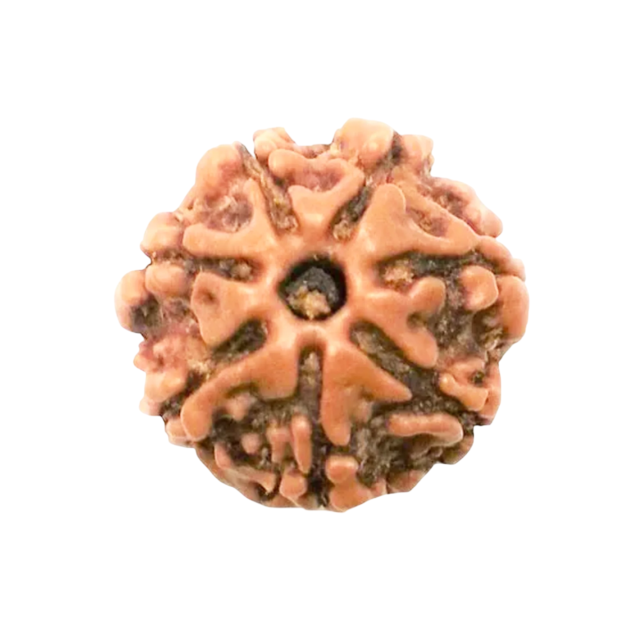 7 Mukhi Rudraksha